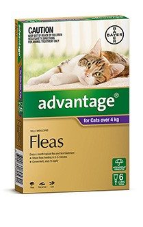 Cat Flea Worming Tick Treatments