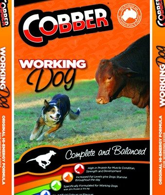 cobber_working_dog.jpg