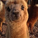 ALPACA