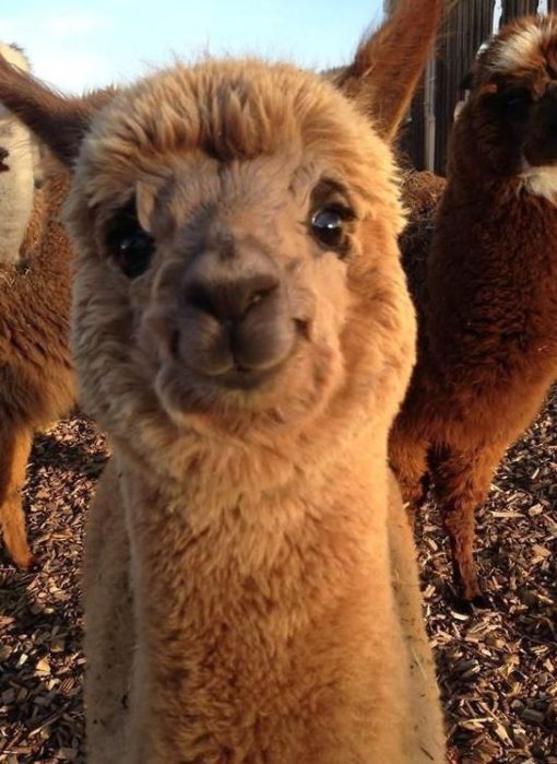 ALPACA