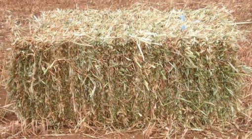 Oaten Hay