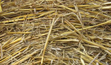 bedding straw 2