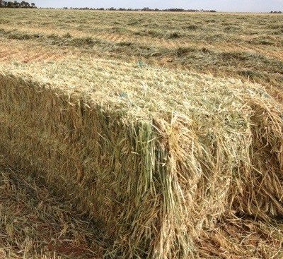 wheaten Hay