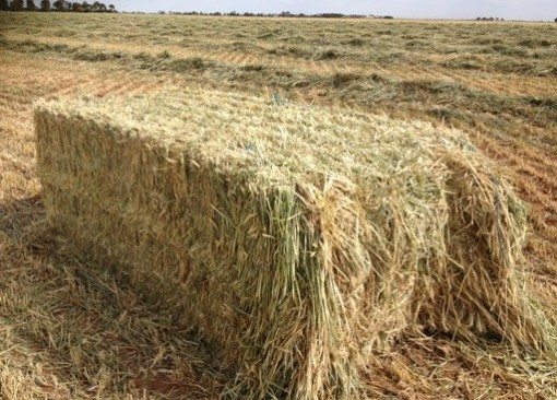 wheaten Hay