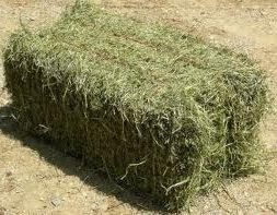 Lucerne Hay