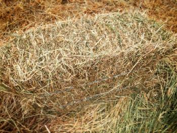 meadow hay